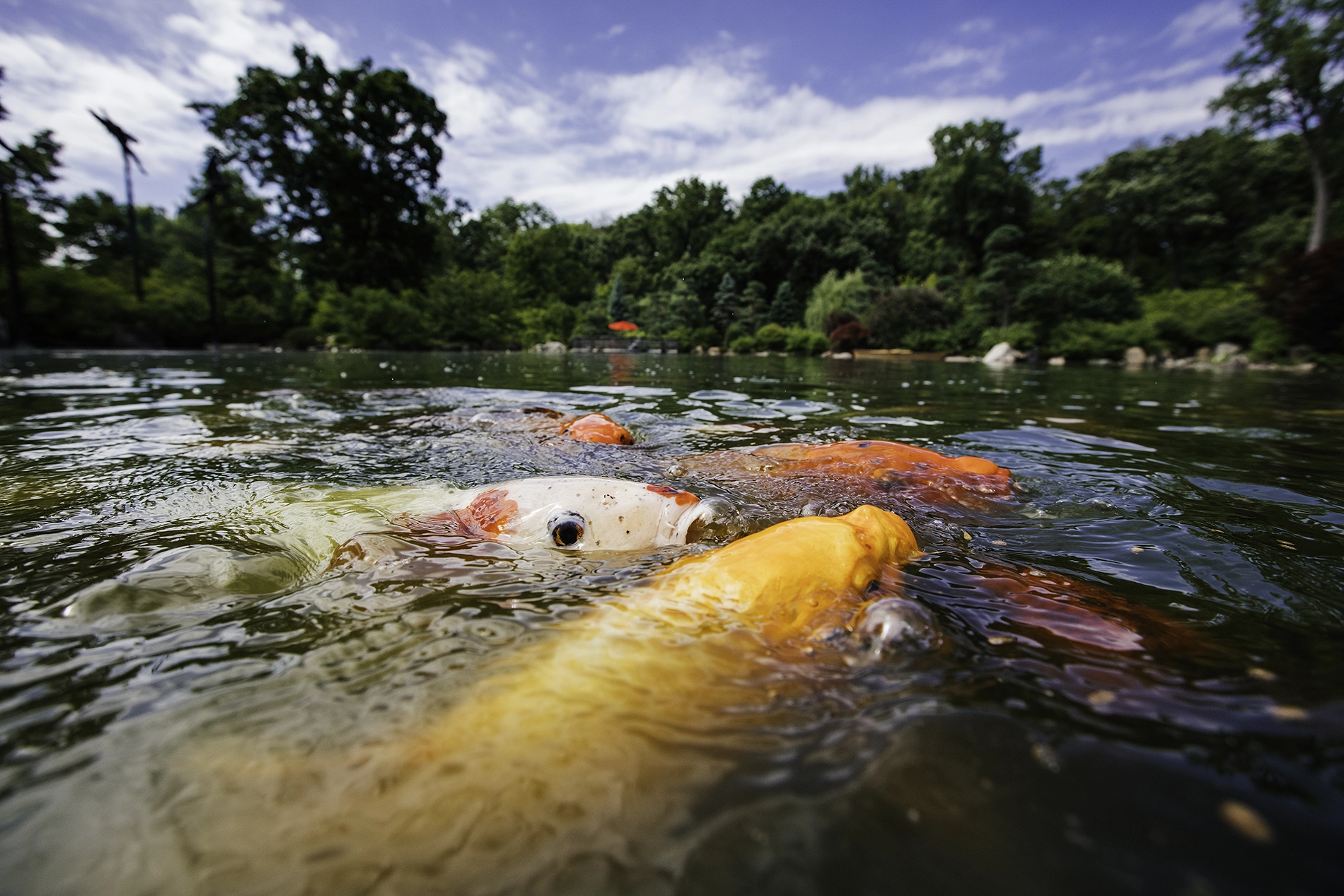 Chicago Rockford Koi fish at anderson japanese gardens