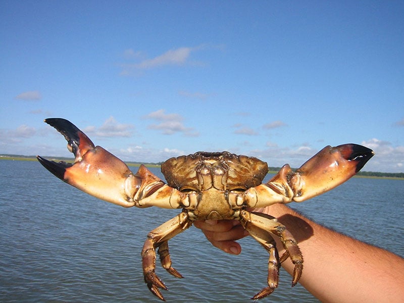 The Florida stone crab lives in the Gulf of Mexico. Fishermen harvest only claws of at least two and 3/4 inches, then return the crab to the water. The crab naturally regenerates a new claw. The claws can be harvested during the annual season, October 15 to May 15, and are considered a prime seafood delicacy.