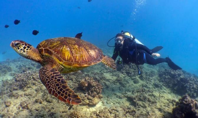 Turtle Bay Resort Sea Diver