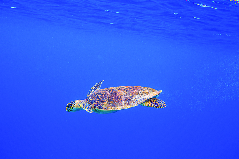 OBLU by Atmosphere at Helengeli SNORKELLING WITH TURTLE