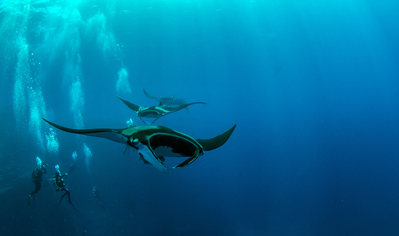 Picture shows a Manta Ray at Islas Revillagigedos, Mexico