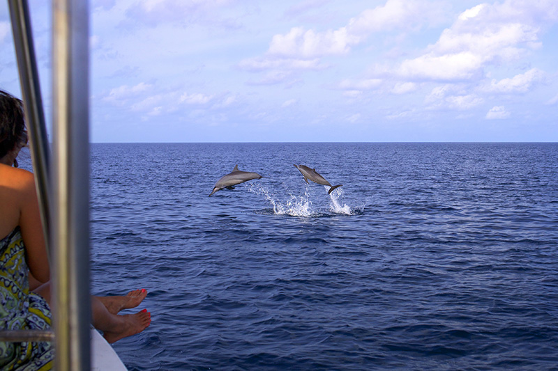 Six Senses Laamu Maldives Dolphin_Cruise_2