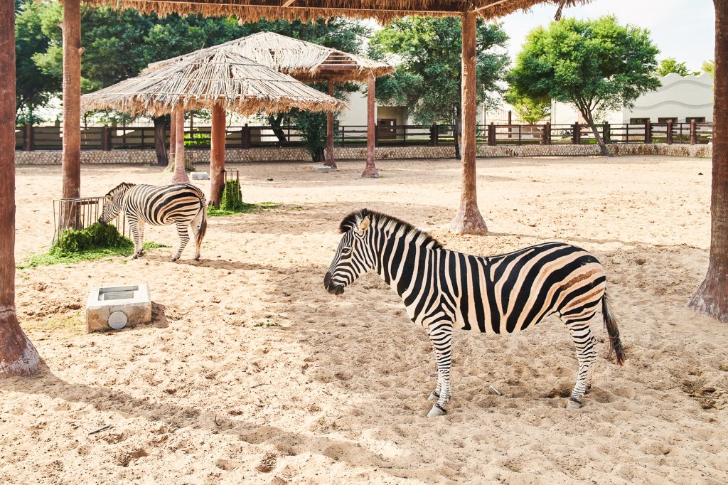 Qatar Al Khor Zoo Zebra