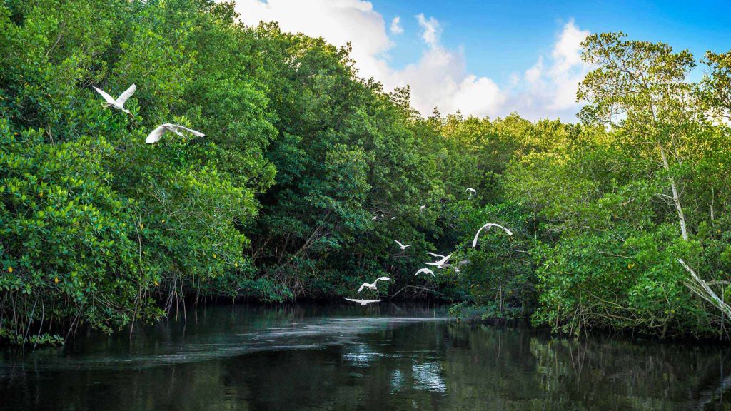 Miami Everglades_National_Park_3