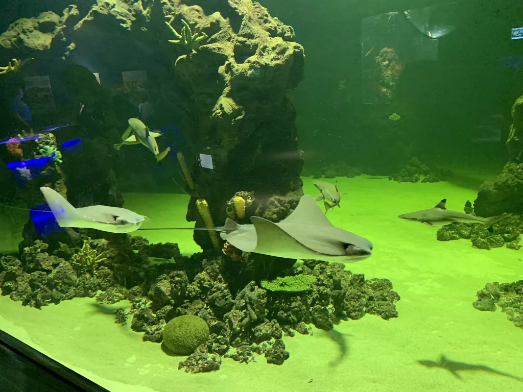 Daytona Aquarium 2024 Stingray Tank