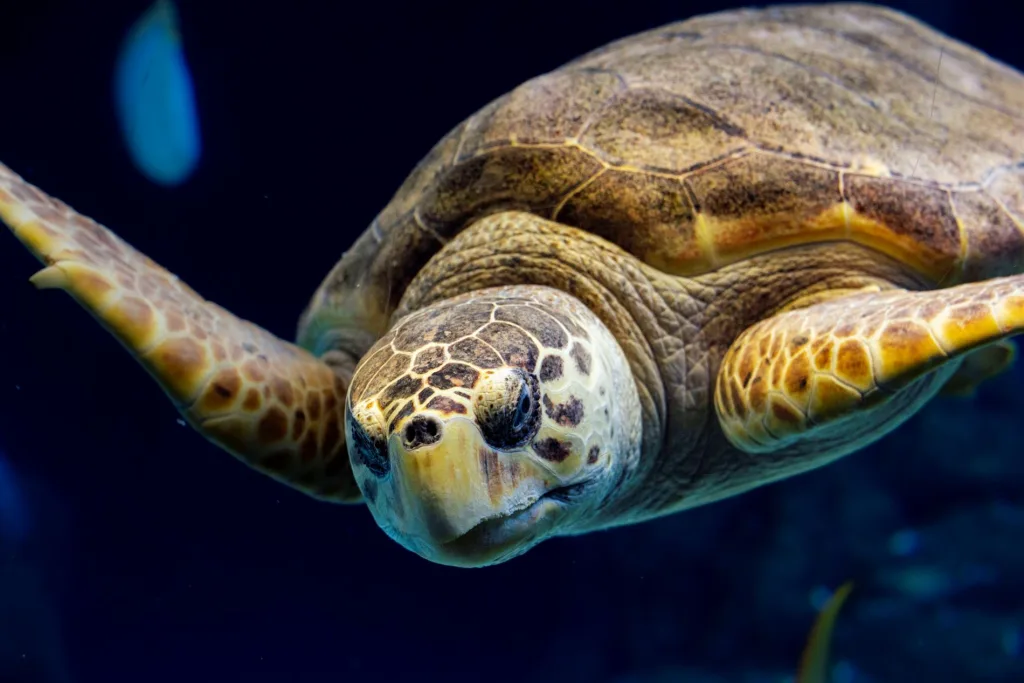 Tampa Bay Turtle