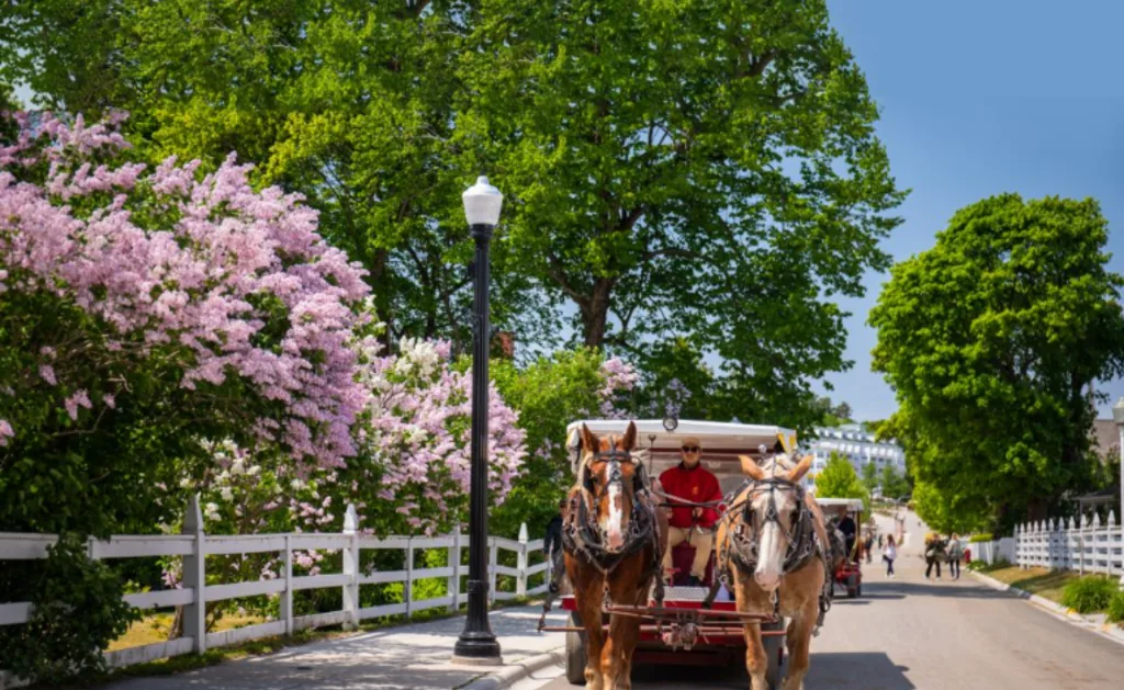 Pure Michigan - Carriages Lilacs