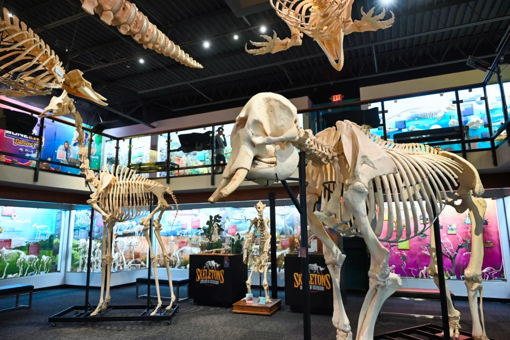 Skelton Museum