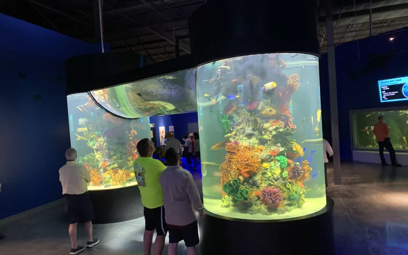 Daytona Aquarium 2024 Vertical Tanks