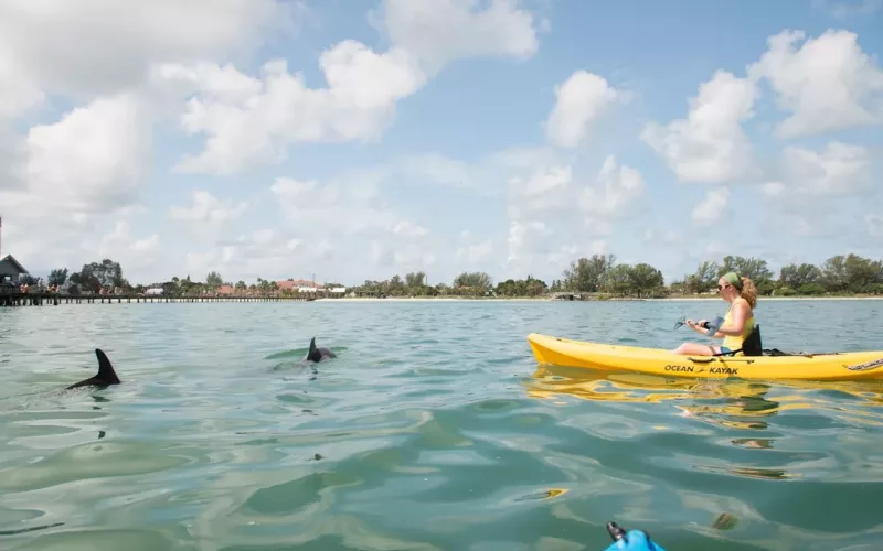 Bradenton Anna Maria Island Kayak Dolphins