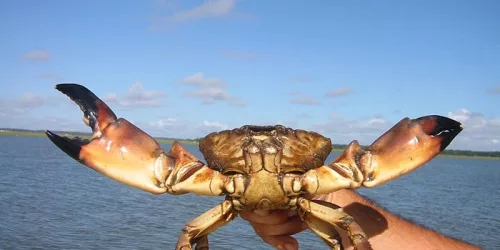 Naples-Marco-Island-Stone-Crab