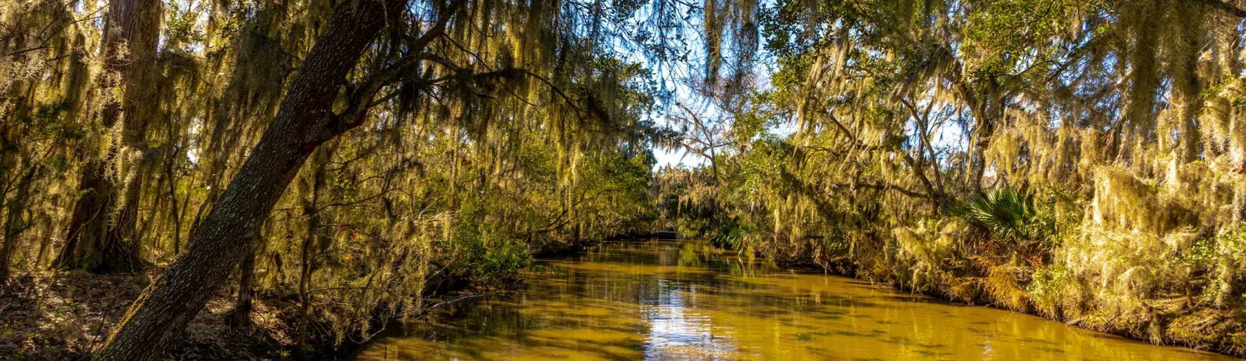 New Orleans, Louisiana - Swamp Tour