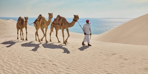 Qatar Inland Sea Camel