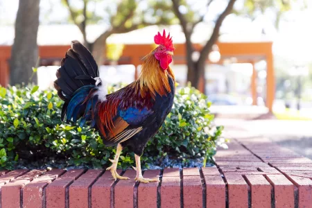 Tampa Bay Rooster